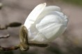 /album/kattas-blandade/magnoliaknopp-6-jpg/